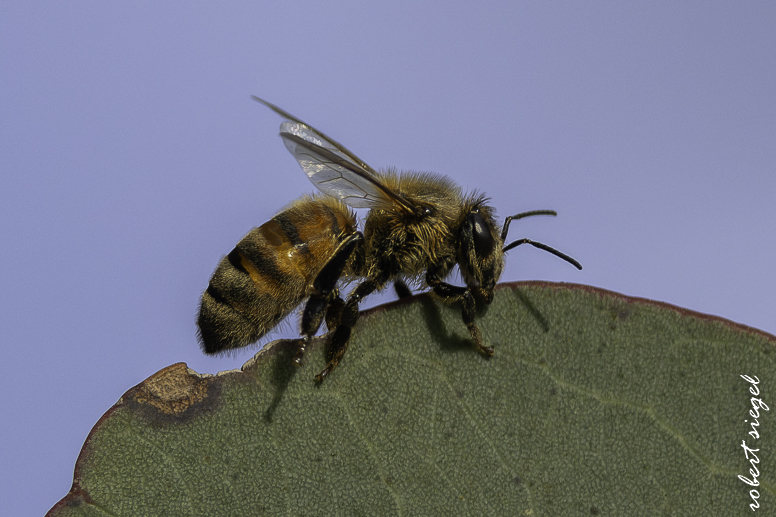 emily renzel wetlands 2026